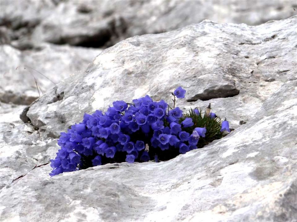 Bovški gams.-Kriški p.-Škrlatica-7.9.13 - foto povečava