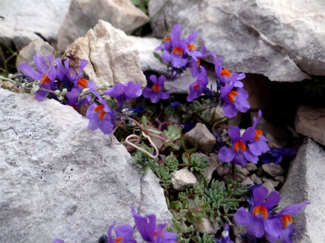 Bovški gams.-Kriški p.-Škrlatica-7.9.13 - foto