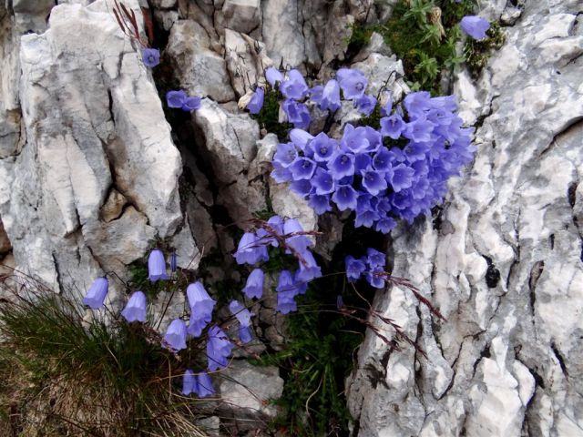 Bovški gams.-Kriški p.-Škrlatica-7.9.13 - foto