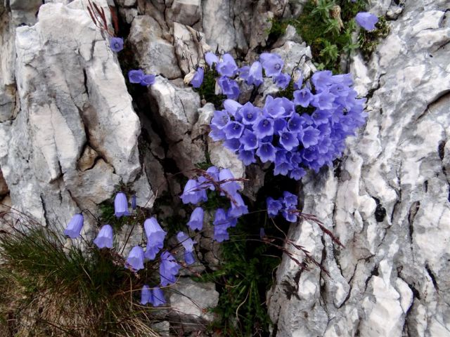 Bovški gams.-Kriški p.-Škrlatica-7.9.13 - foto