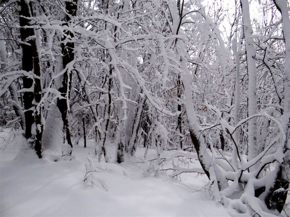 Jevnica-Sv.Miklavž-Geoss-Kresnice-26.1.2014 - foto povečava