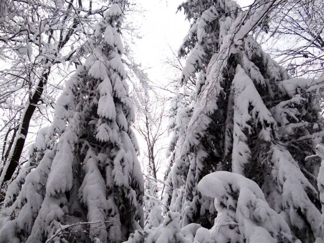 Jevnica-Sv.Miklavž-Geoss-Kresnice-26.1.2014 - foto