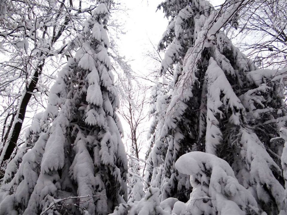 Jevnica-Sv.Miklavž-Geoss-Kresnice-26.1.2014 - foto povečava