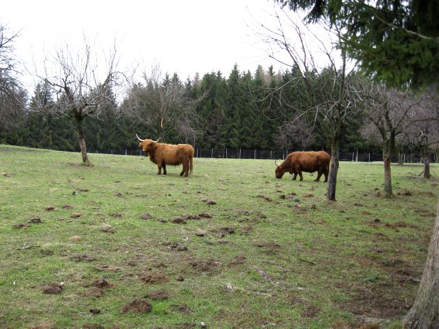 Celje-Celjska k.-Resevna-Šentjur-23.2.2014 - foto