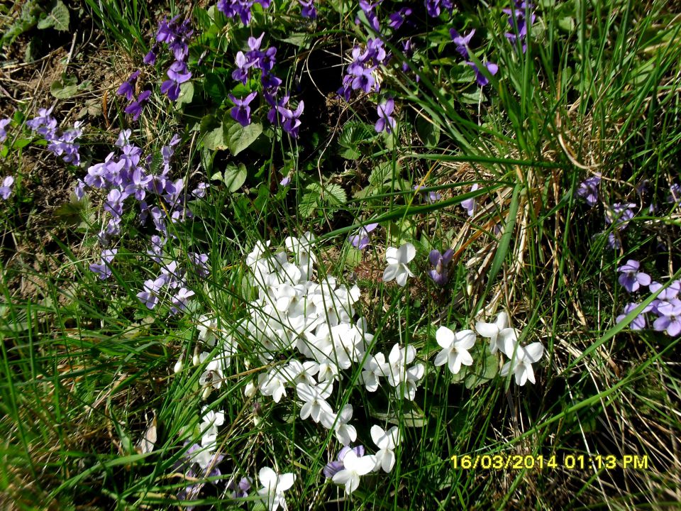 Sava-Zasavska Sv.Gora(849m)-Zagorje-16.3.2014 - foto povečava