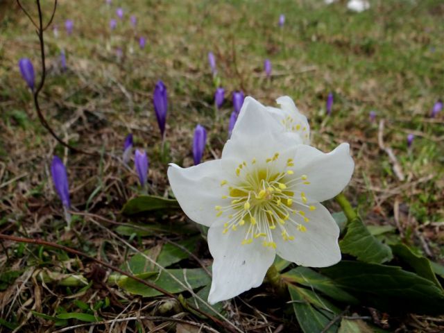 Radušnik-Koča na Loki-Raduha(2062m)-6.4.2014 - foto