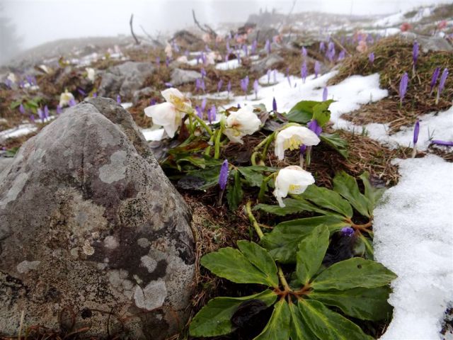 Kranjski rak-Mala pl.-Velika pl.-21.4.2014 - foto