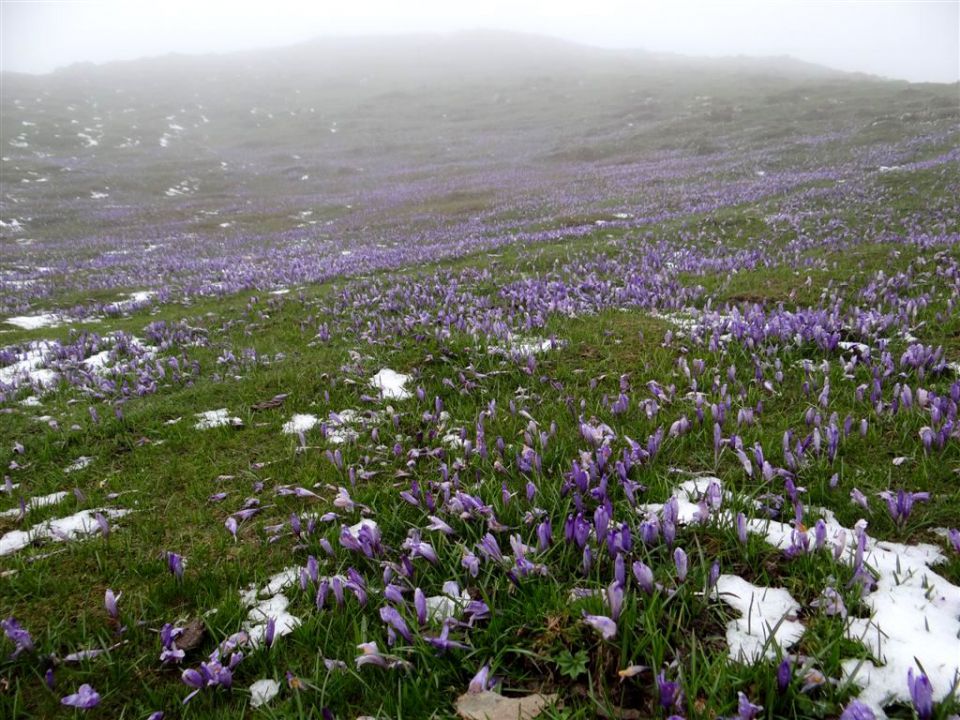 Kranjski rak-Mala pl.-Velika pl.-21.4.2014 - foto povečava