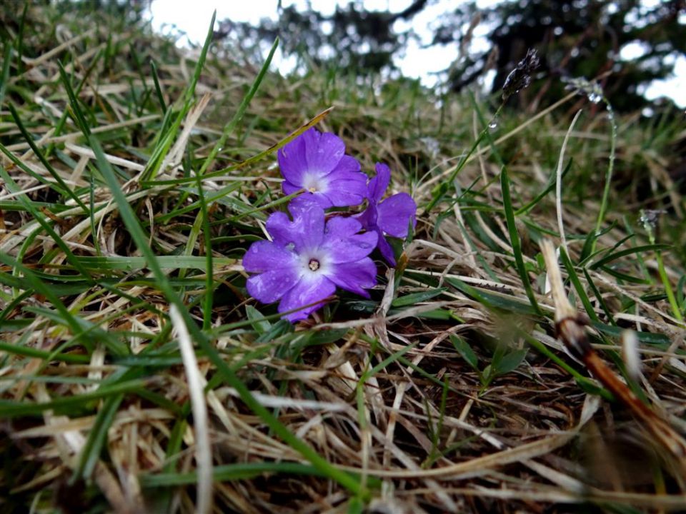 Kranjski rak-Mala pl.-Velika pl.-21.4.2014 - foto povečava