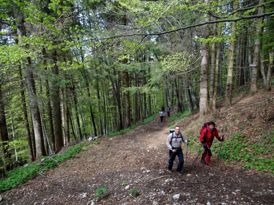 Gozd-Tovsti vrh-Kriška gora-4.5.2014 - foto povečava