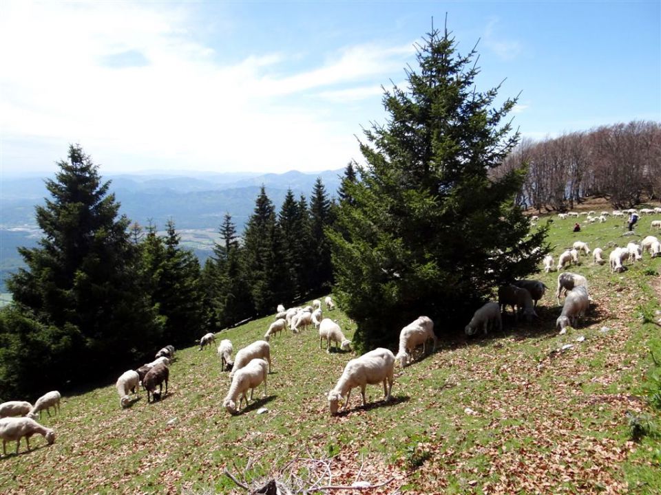 Gozd-Tovsti vrh-Kriška gora-4.5.2014 - foto povečava