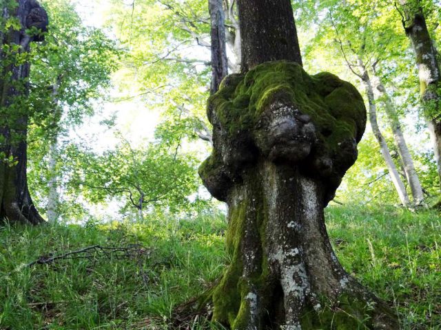 Rudijev dom-Donačka gora-Boč-25.5.2014 - foto