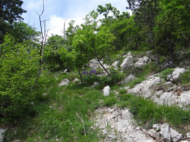 Paklenica-Vaganski vrh-Velebit-6.6.-8.6.2014 - foto