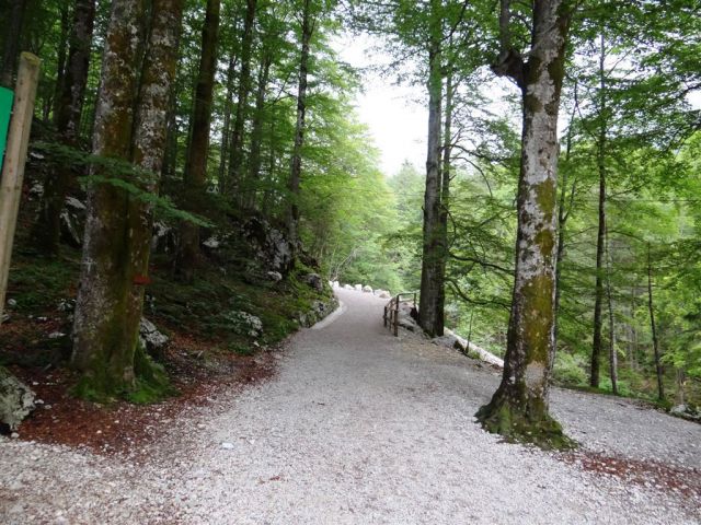 Bohinj-Komna-Bogatin-15.6.2014 - foto