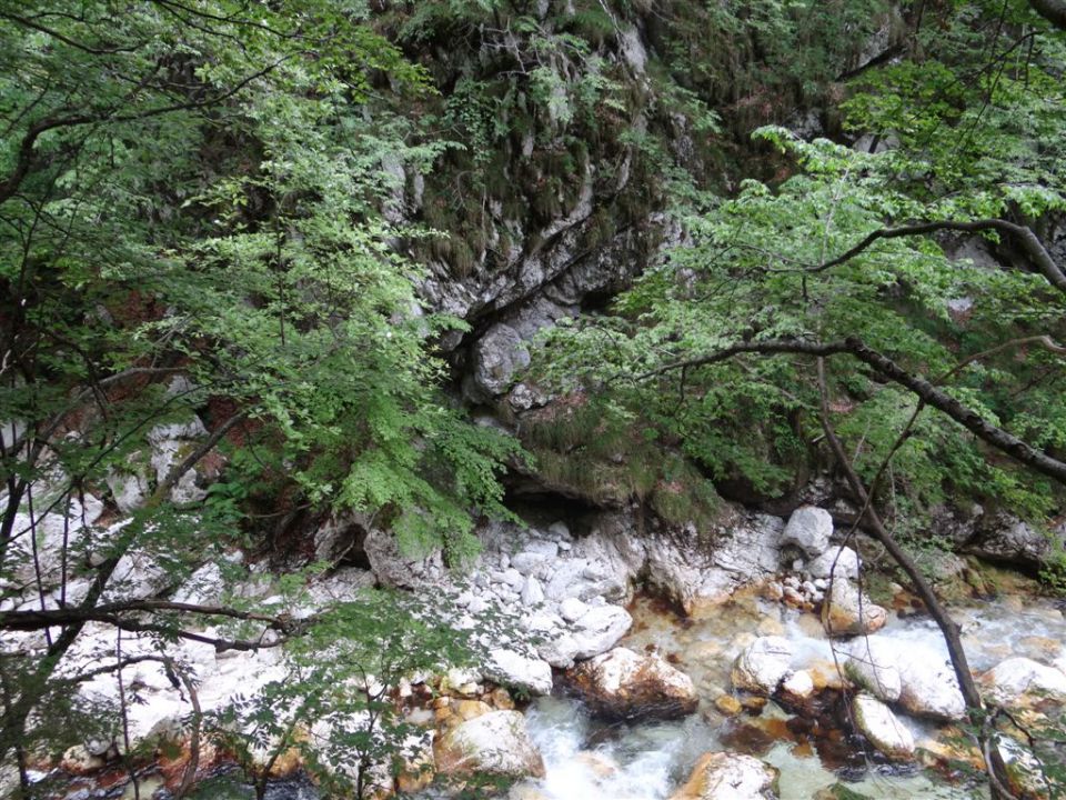 Bohinj-Komna-Bogatin-15.6.2014 - foto povečava