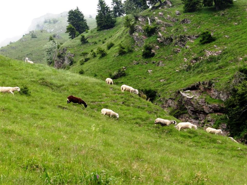 Ljubelj-Zelenica-Begunjščica-29.6.2014 - foto povečava