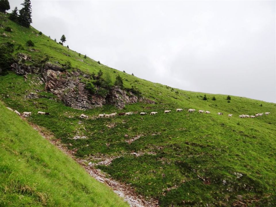 Ljubelj-Zelenica-Begunjščica-29.6.2014 - foto povečava