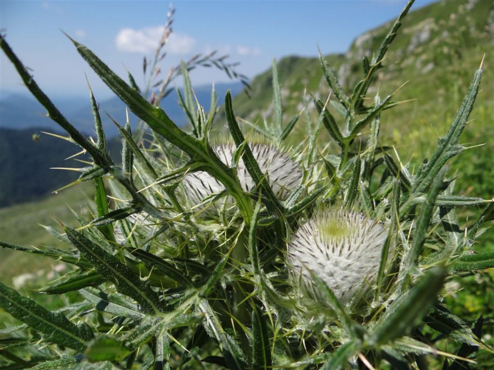 Pl.Kuhinja-Krn+Avsa-Matajur-19.-20.7.14 - foto povečava