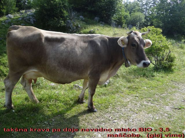 Pl.Kuhinja-Krn+Avsa-Matajur-19.-20.7.14 - foto