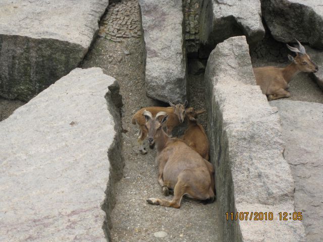 Punci na počitnicah pri babici in dediju - foto