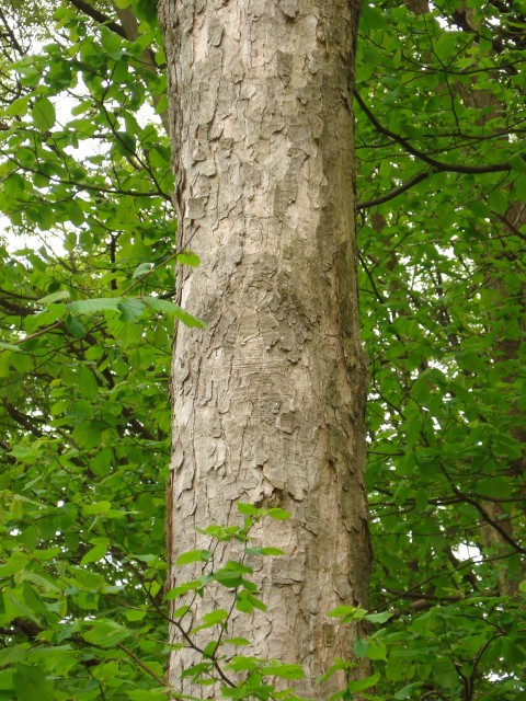 3. gorski javor	Acer pseudoplatanus