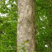 3. gorski javor	Acer pseudoplatanus
