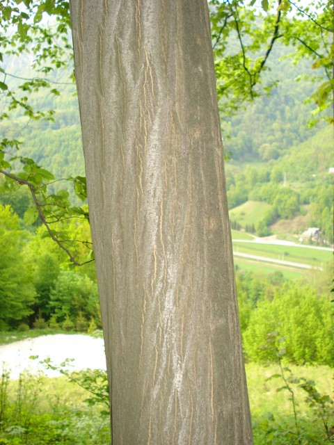 1. beli gaber	Carpinus betulus