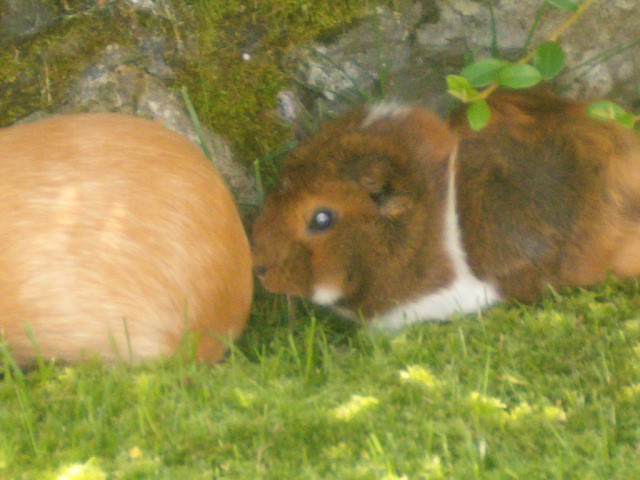 Lani & Rozi - foto povečava