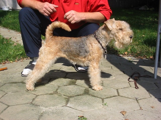 Slicey Urphee
lakeland terrier