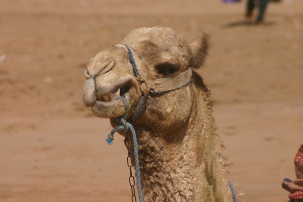 Podarjenemu konju se ne gleda v zobe. Kaj pa kameli? :)