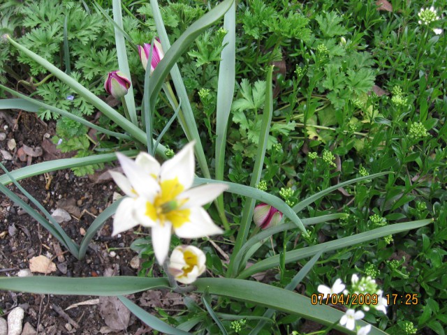 Rože marec-maj '09 - foto