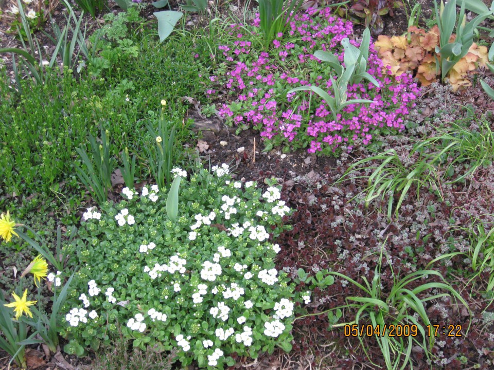Rože marec-maj '09 - foto povečava