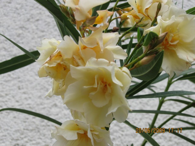 Rože maj-junij '09 - foto
