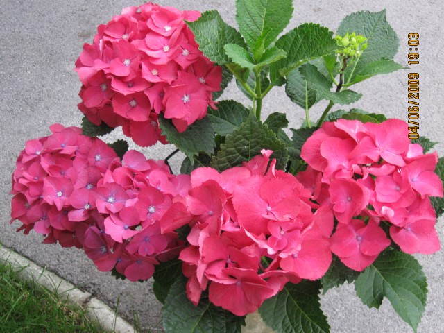 Rože maj-junij '09 - foto