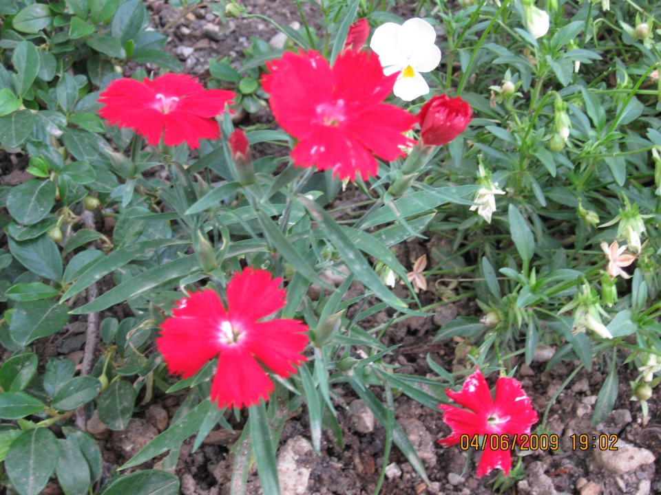 Rože maj-junij '09 - foto povečava