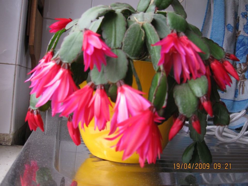 Sobne rože - foto povečava
