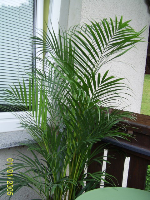 ARECA - foto