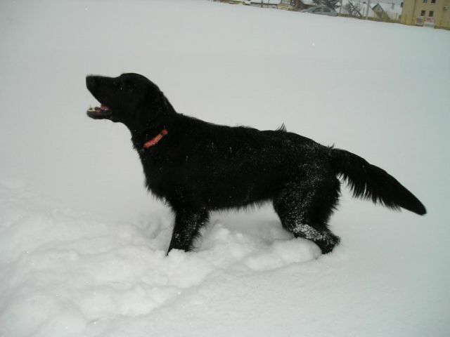 Prvi snijeeeeeg 2009. - foto