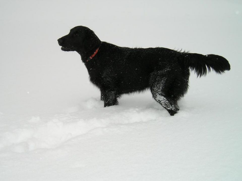 Prvi snijeeeeeg 2009. - foto povečava