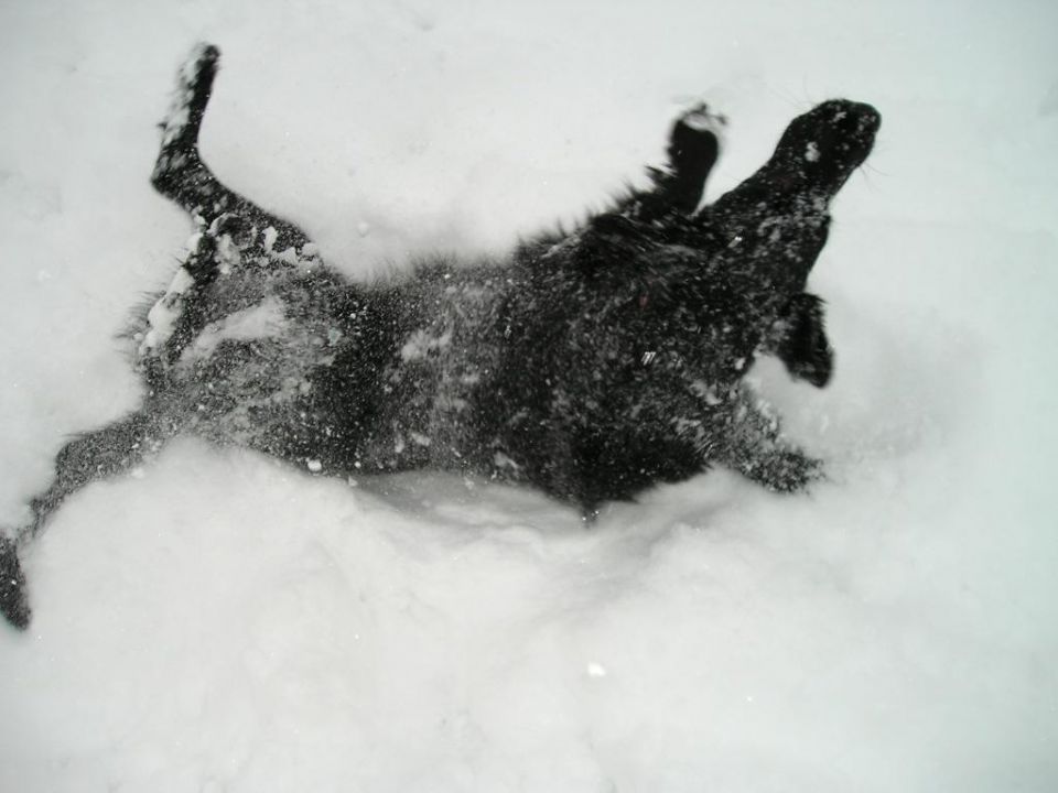 Prvi snijeeeeeg 2009. - foto povečava