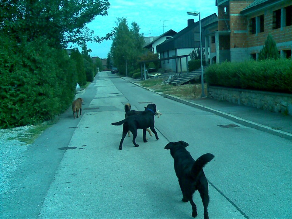 Labradorec Tom 2009 - foto povečava