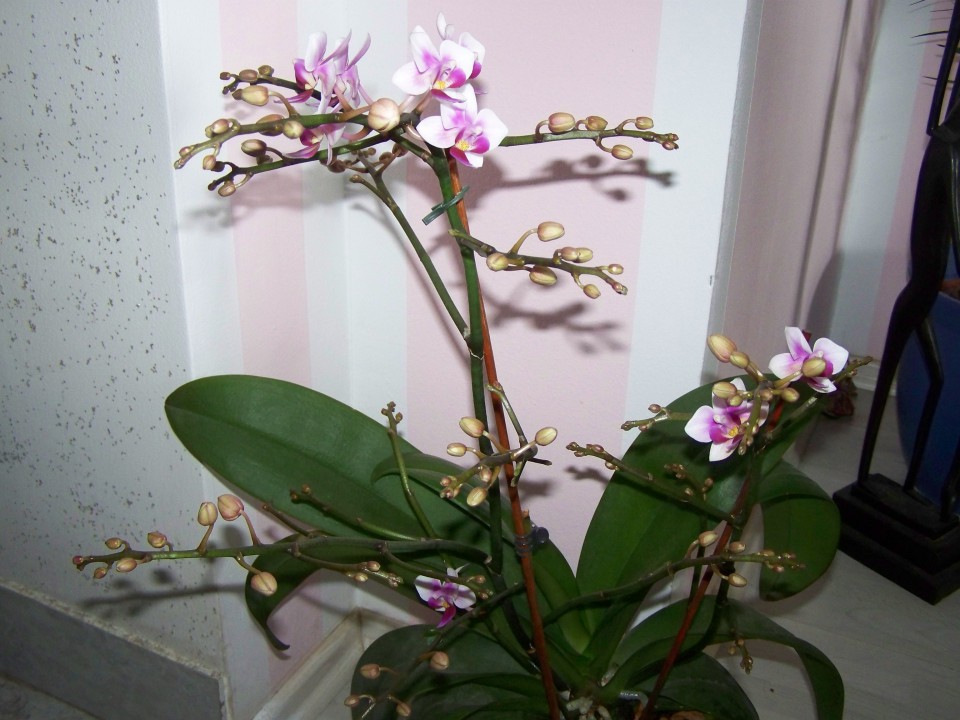 Orhideje - foto povečava