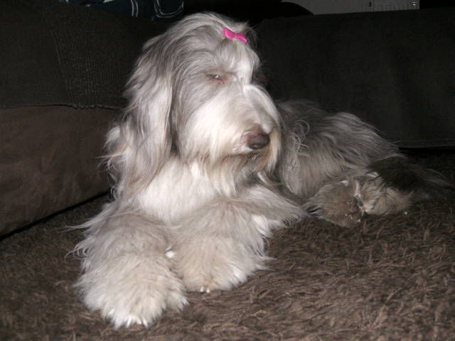 Kenzo - foto