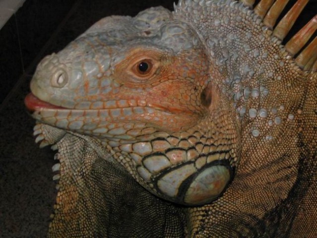 Iguana - foto