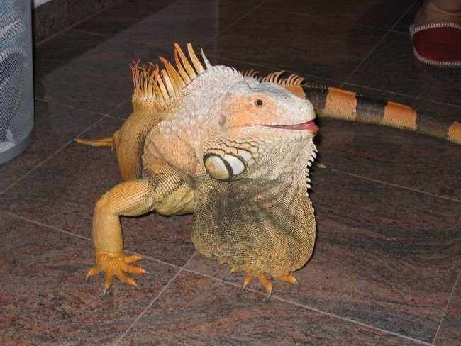 Iguana - foto povečava