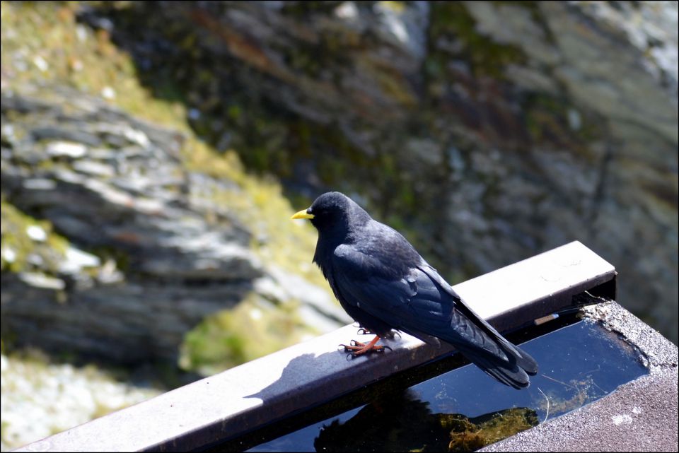 Grossglockner 2014 - foto povečava