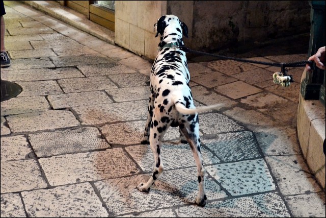 75 - Split 2015 - foto