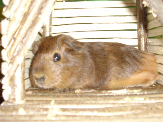 Gogica <3