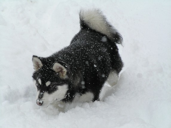 Sneg je pravi element za malamute