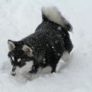 Sneg je pravi element za malamute